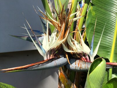 Palm banana flower