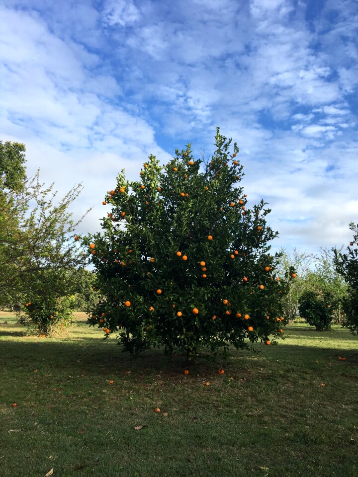 Vitamin orange fruit