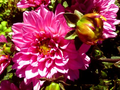 Nature autumn blossom