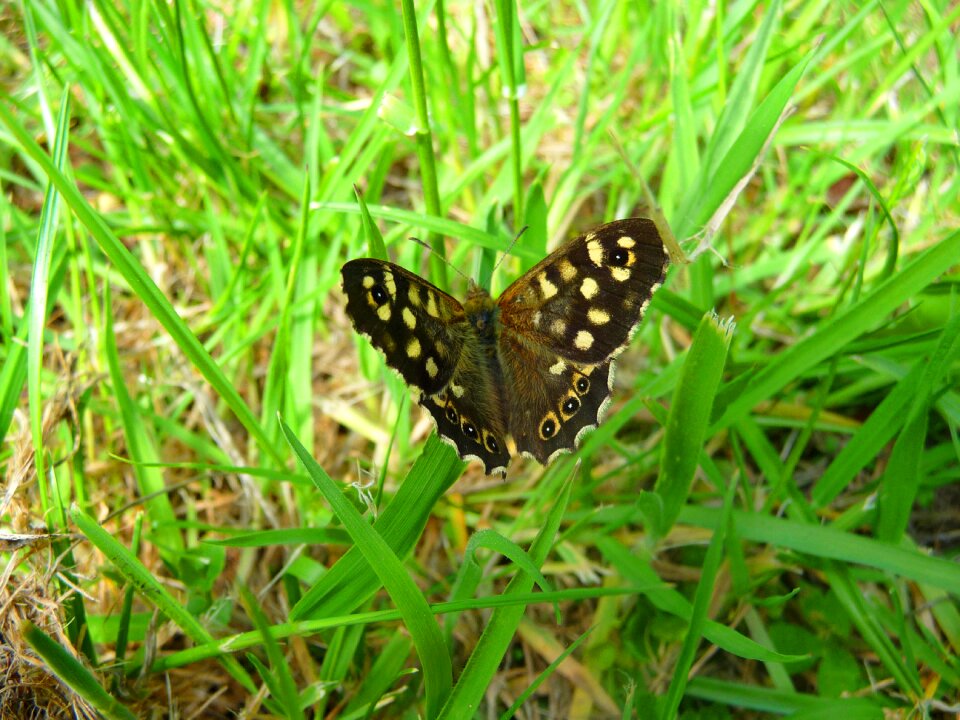 Grass summer insect