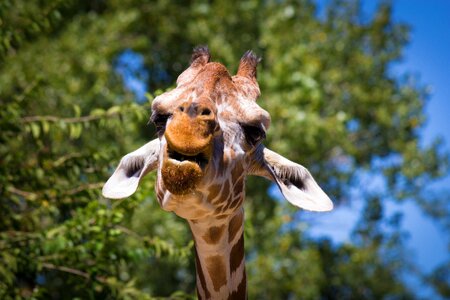 Headphones fauna long neck photo