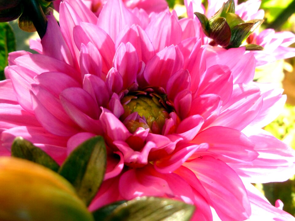 Nature autumn blossom