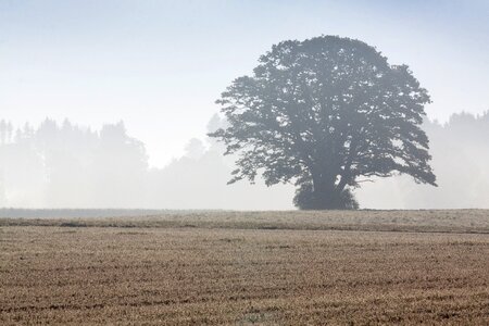 Landscape forest agriculture