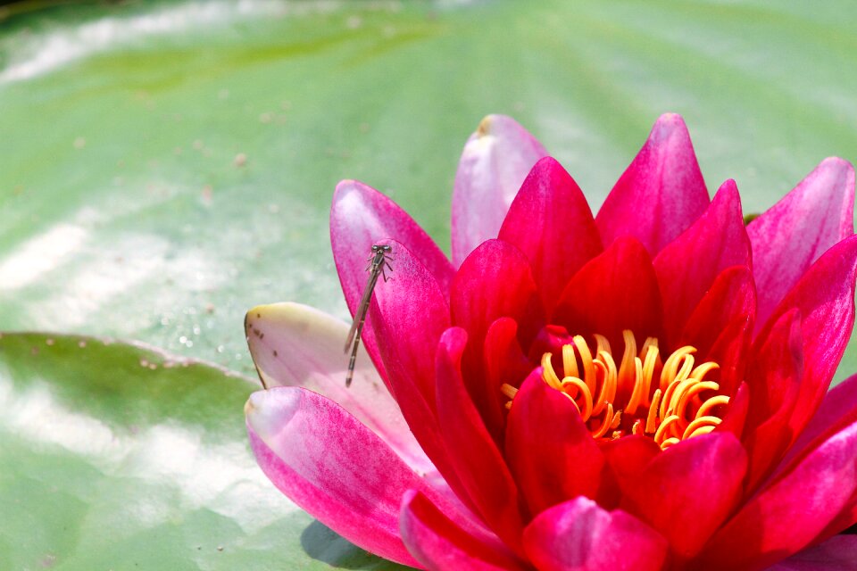 Pond aquatic plants nature