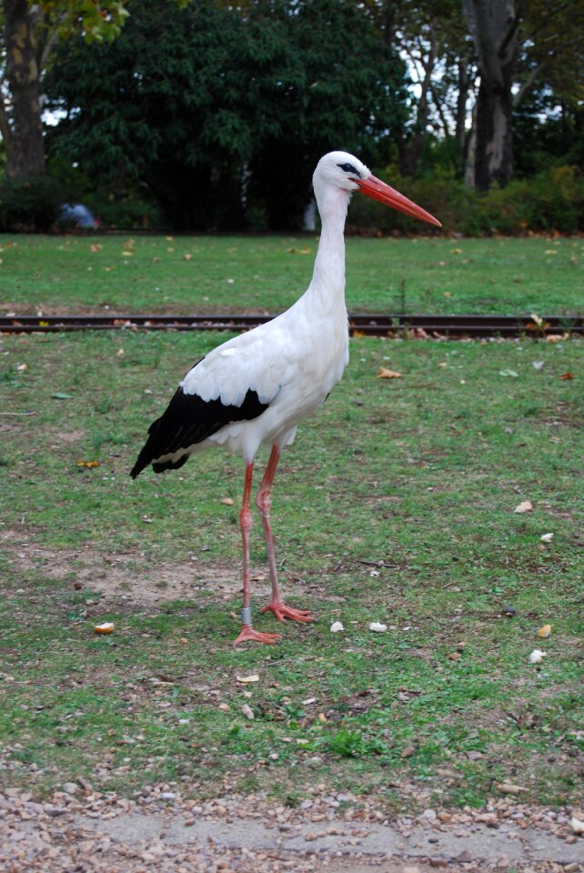 Adebar rattle stork white stork