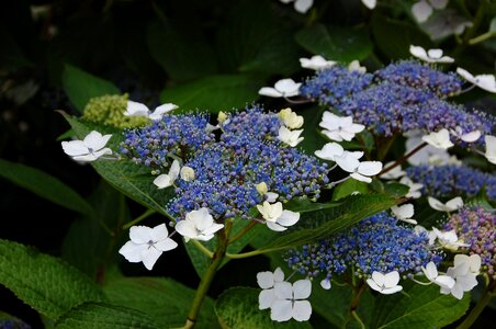Blue white flower