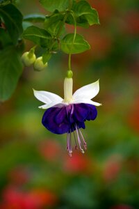 Earring fuchsia greenhouse