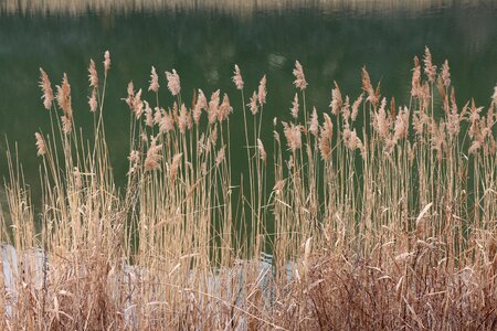 Grass lake landscape photo