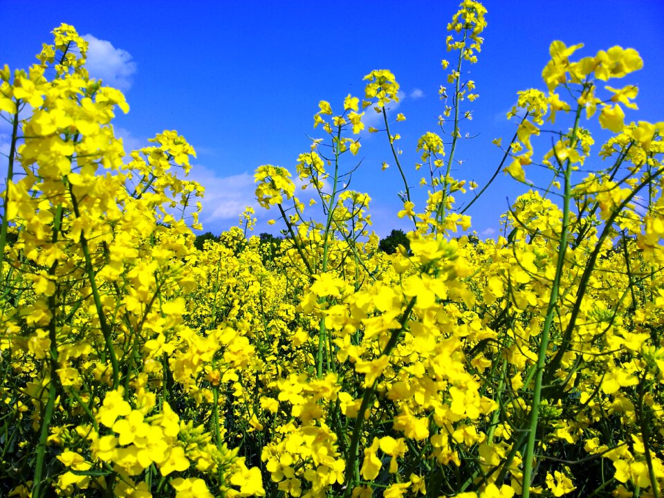 Clouds yellow sunny