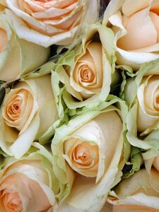Bouquet romantic ceremony