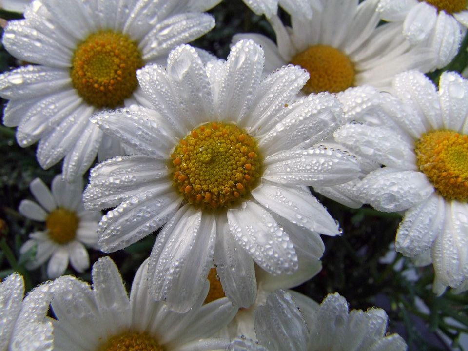 Flowers white garden plant