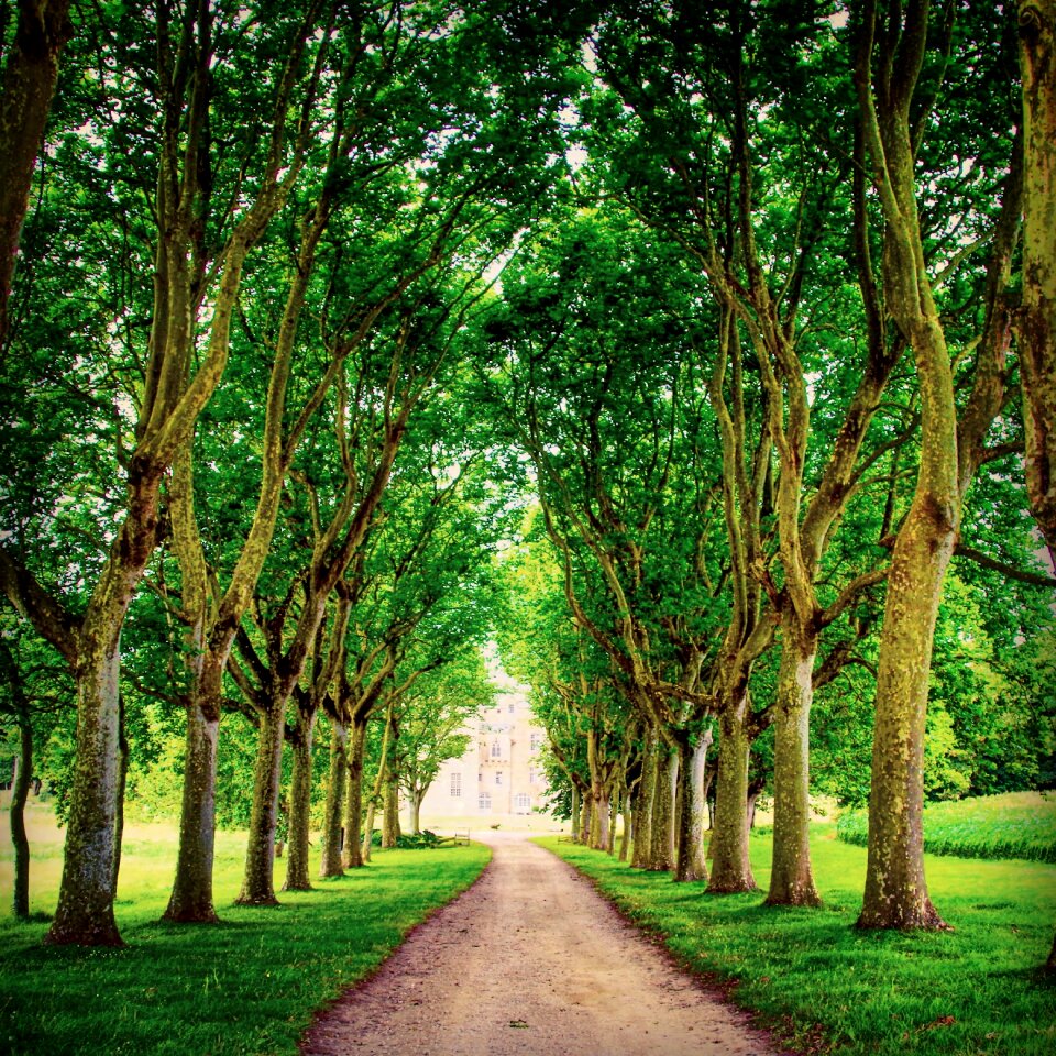 Castle avenue trees