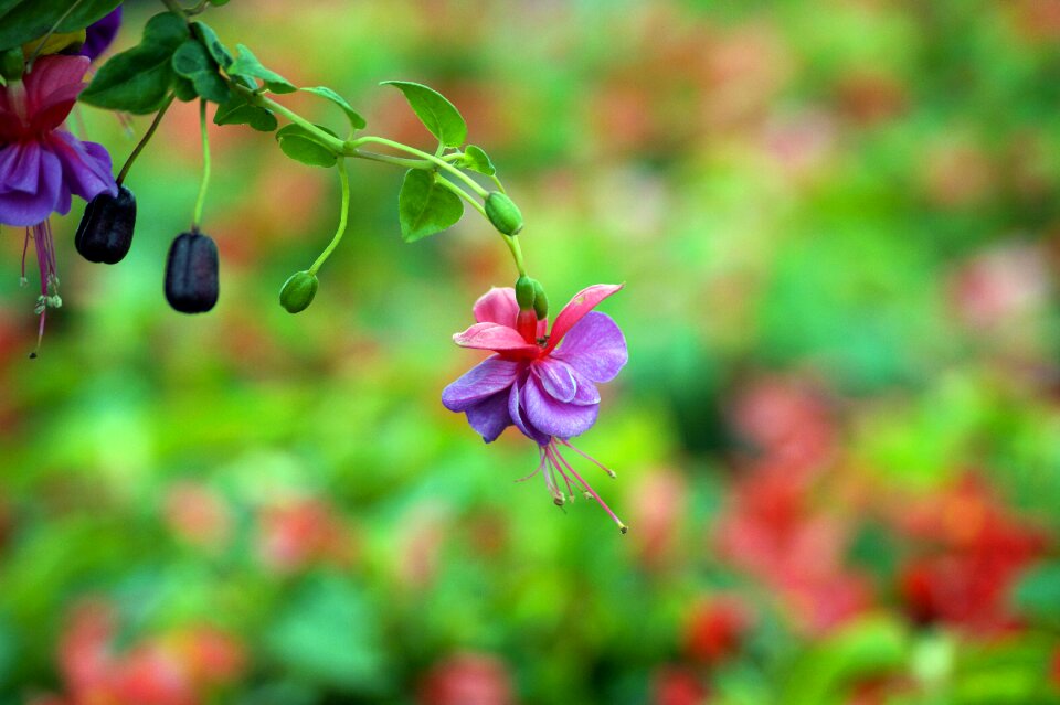Flowers earring greenhouse