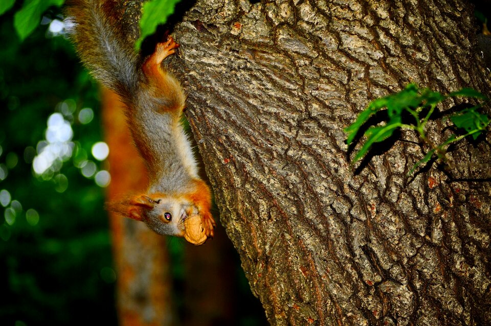 Walnut tree nature