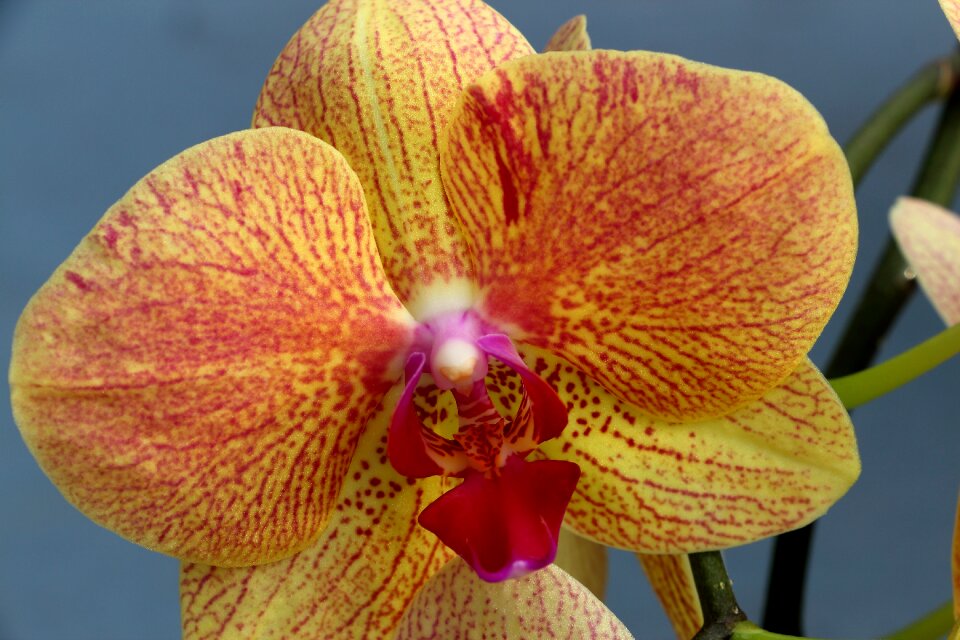 Bloom plant close up
