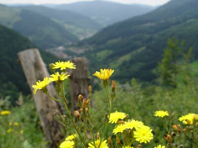 Distant view panorama mountain flower photo