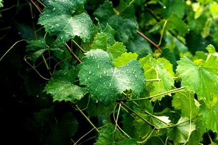 Grapevine green
