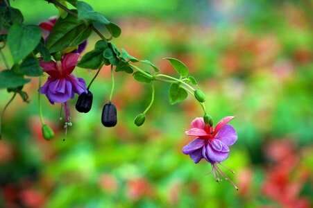 Earring fuchsia greenhouse