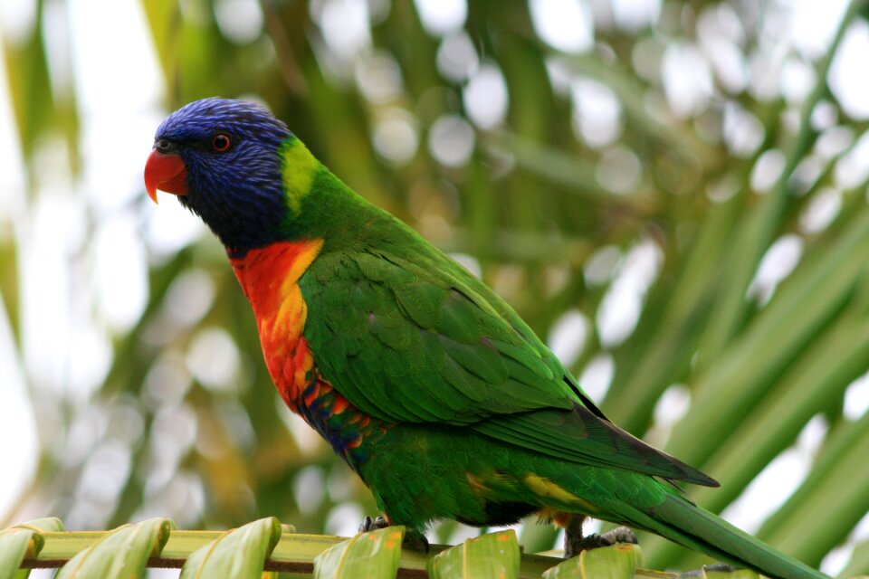 Tropical nature