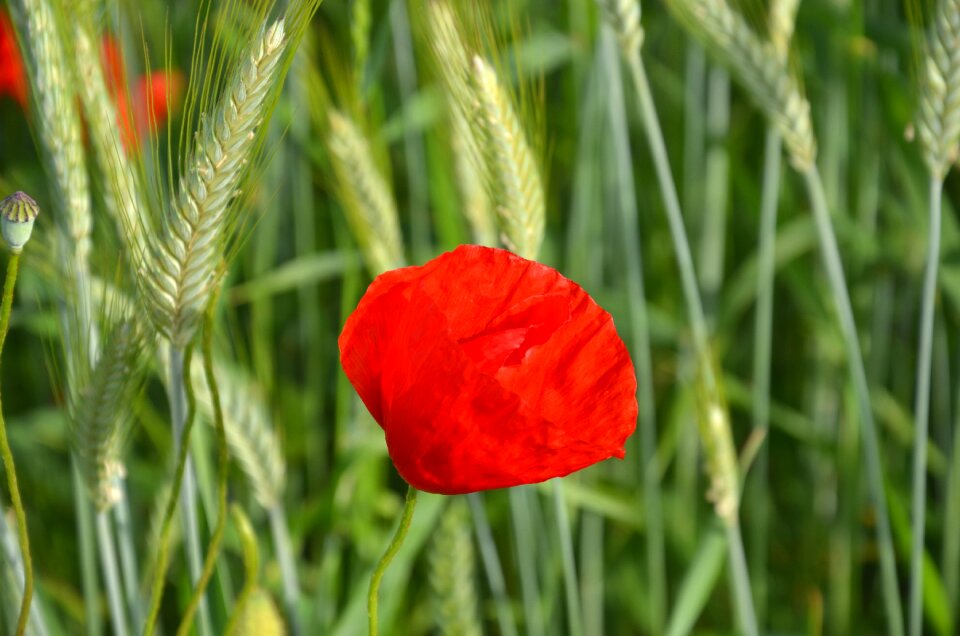 Wheat june red poppy