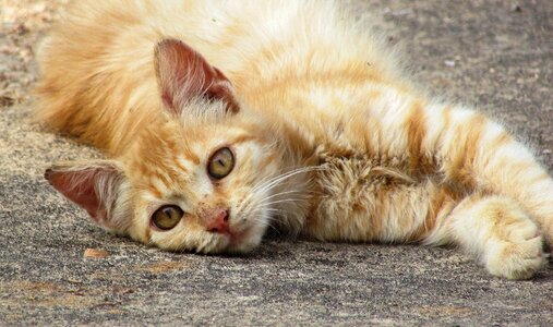 Cute relax curious