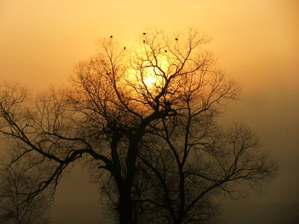 Silhouette morning mist