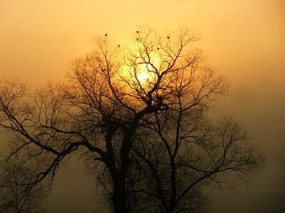 Silhouette morning mist photo