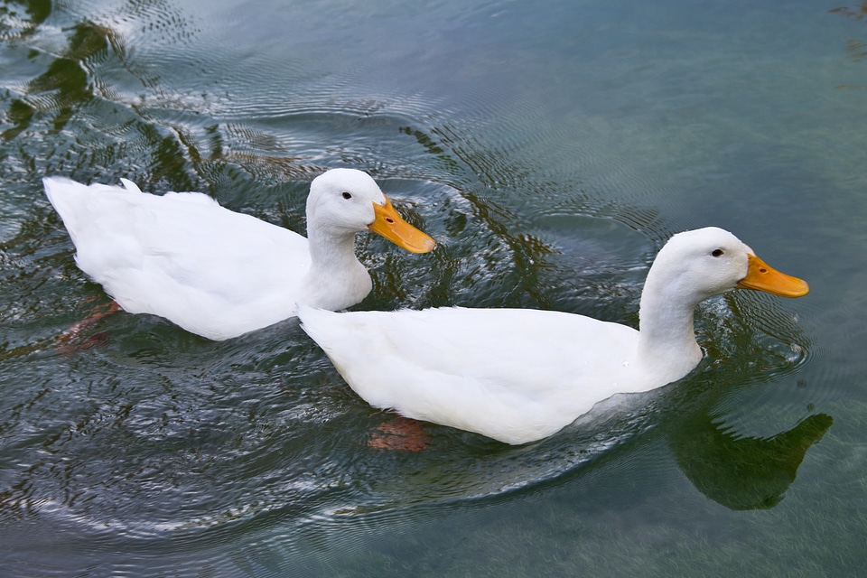 White water bird swim