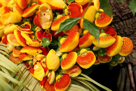 Calceolaria lady's purse