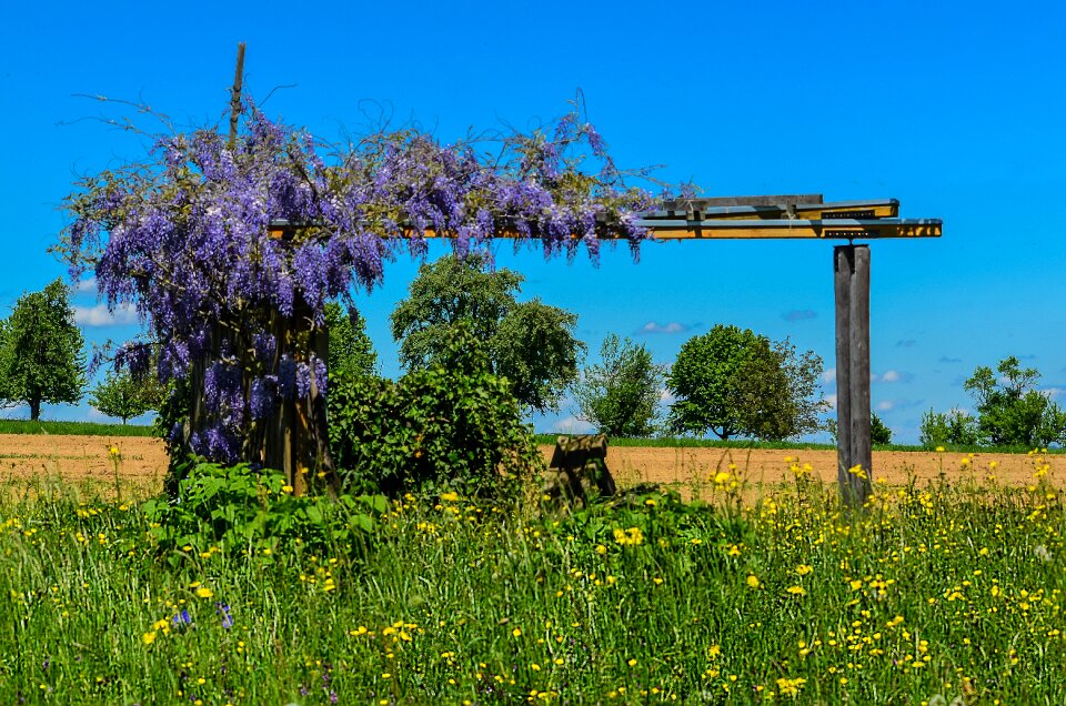 Outdoor trees landscape