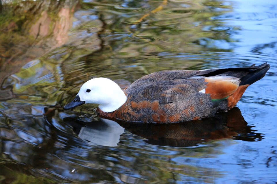 Pond bird