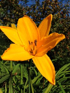 Yellow flower closeup ornament photo