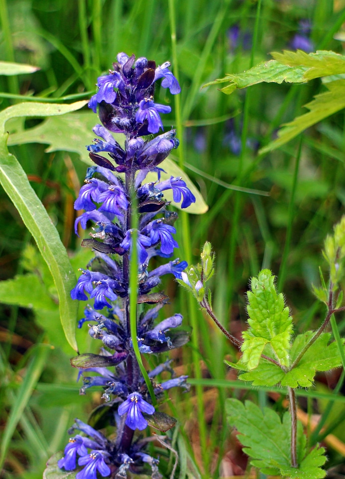 Pointed flower lamiaceae blue