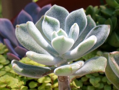 Potted plant decorative fuzzy