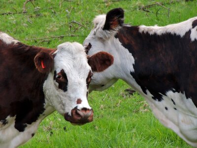 Livestock campestre toro