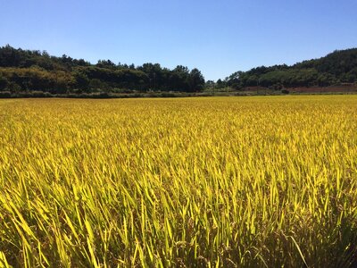 Golden farming rice photo