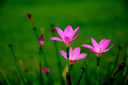 Chrysanthemum flower colorful flower garden photo