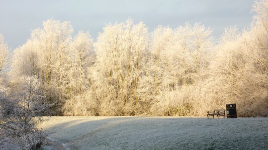 Trees snow cold