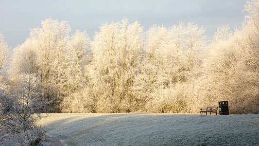 Trees snow cold photo