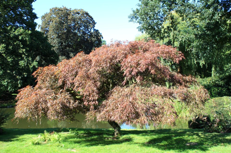 Hamburg chinese garden maple