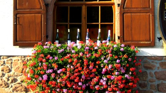 Wine bottles flowers