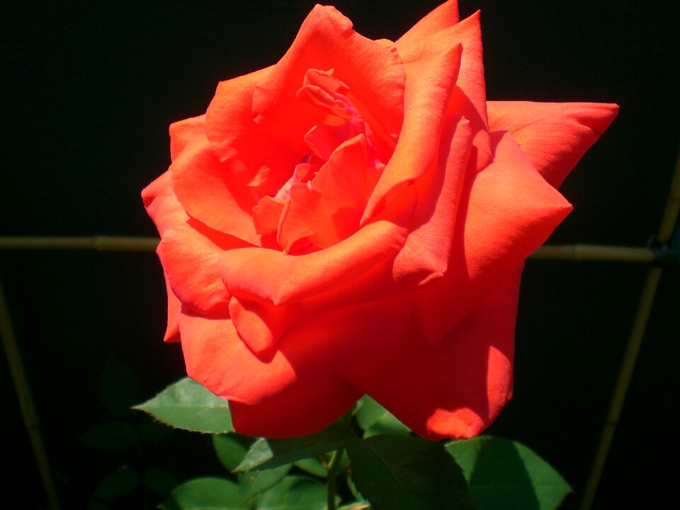 Nature fragrance love