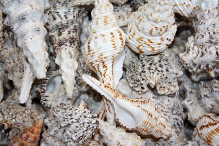 Deco maritime decorative