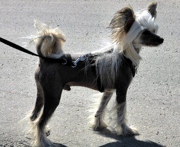 Small Dog