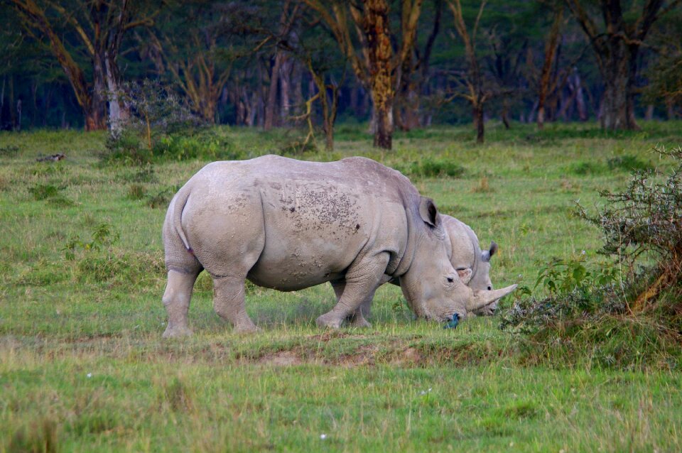 Safari big game rhinoceros