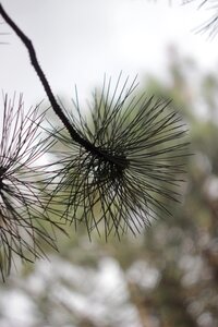 Tree nature needles