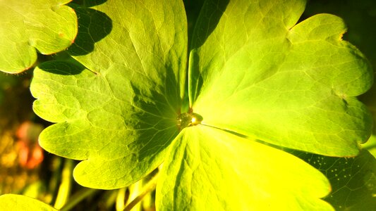 Green plant fresh