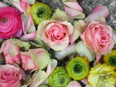 Congratulations flowers colorful