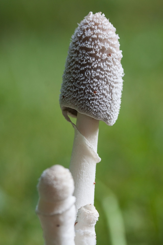 Flocked compost mushroom insect