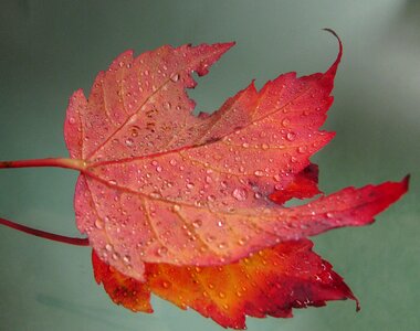 Leaf fall red